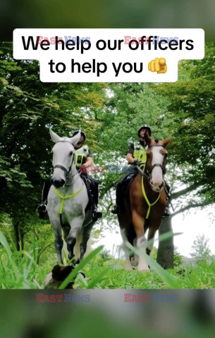 Angielska policja szuka koni do służby