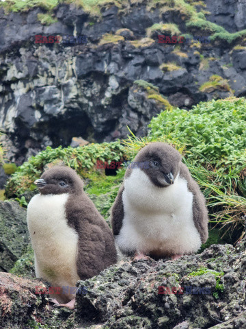 Piskęta pingwina poznają świat
