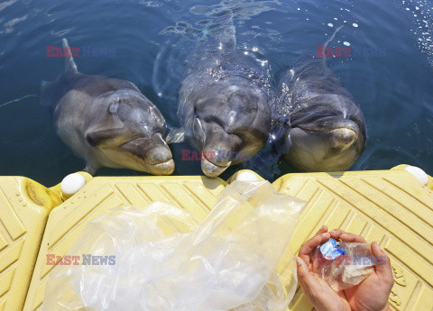 Delfiny zbierają śmieci