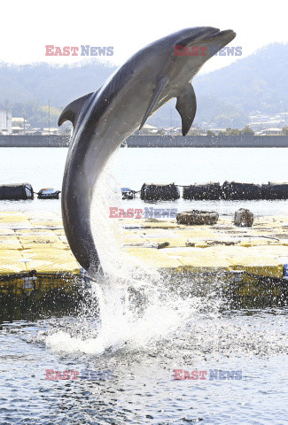 Delfiny zbierają śmieci