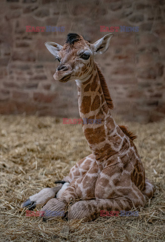 Nowo narodzona żyrafa w ZOO w Chester