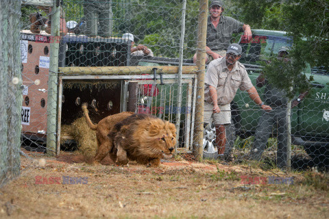 Dwa lwy uratowane z Ukrainy przybyły do nowego domu w RPA