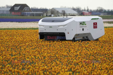 Robot Theo pracuje na polu tulipanów w Holandii