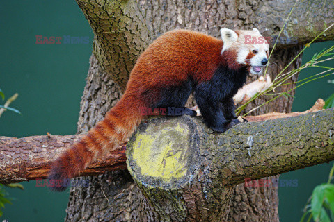 Czerwona panda z zoo w Bristolu