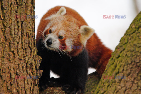 Czerwona panda z zoo w Bristolu