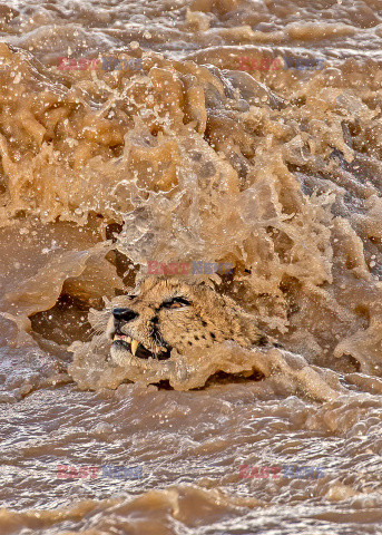 Gepardy przeprawiają się przez rzekę