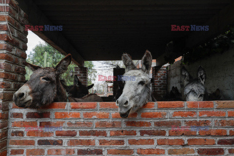 Park tematyczny chroniący meksykańskie osły