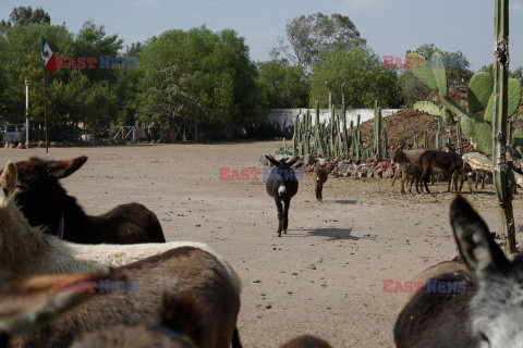 Park tematyczny chroniący meksykańskie osły