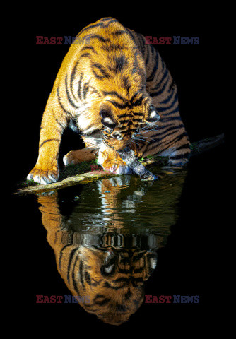 Tygrys u wodopoju