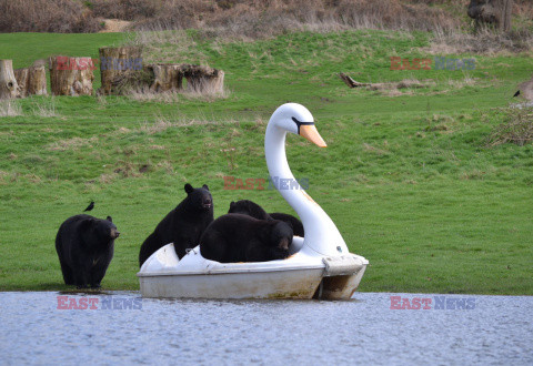 Niedźwiedzie wchodzą na łódkę w kształcie łabędzia