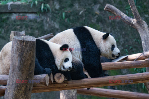 Życie codzienne pand w chińskim zoo