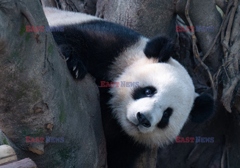 Życie codzienne pand w chińskim zoo