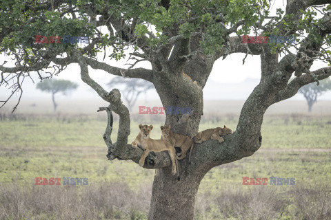 Rodzina lwów relaksuje się na drzewie
