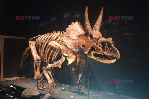 Holenderski zespół paleontologów udowodnił, że dinozaury poruszały się w stadach