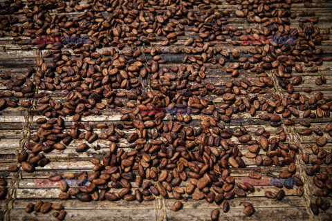 Przez wysokie ceny kakao biznes czekoladowy staje się nieopłacalny