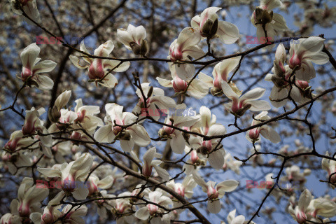 Kwitnące magnolie w Kijowie