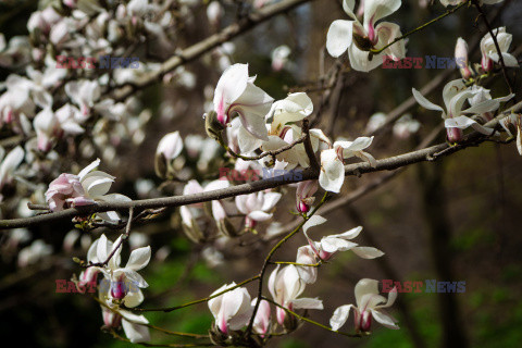 Kwitnące magnolie w Kijowie
