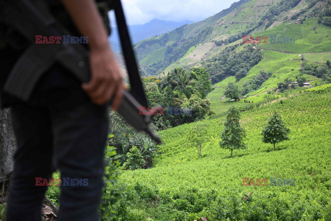 Uprawy koki kontrolowane przez kolumbijskich partyzantów - AFP