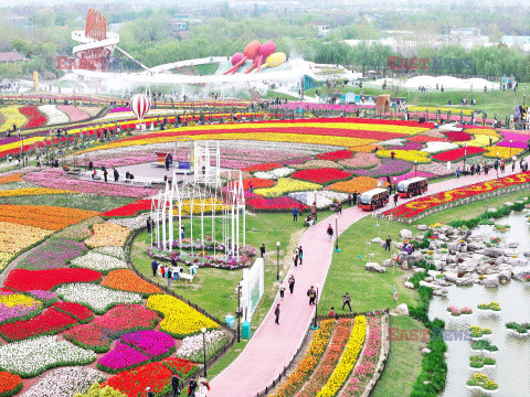 Pola tulipanów w Chinach