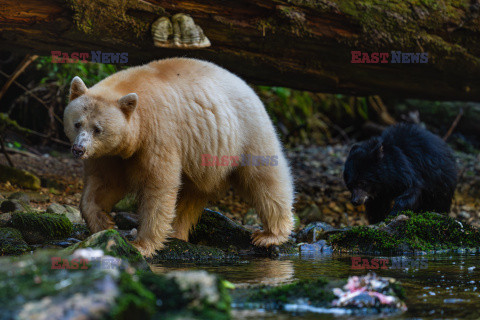 Niedźwiedzie dzielą się posiłkiem