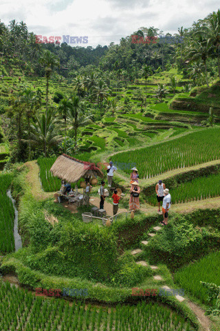 Tarasy ryżowe na Bali