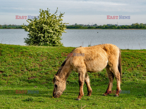 Dzikie konie w Holandii