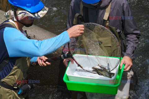 Hodowla ryb na Tajwanie