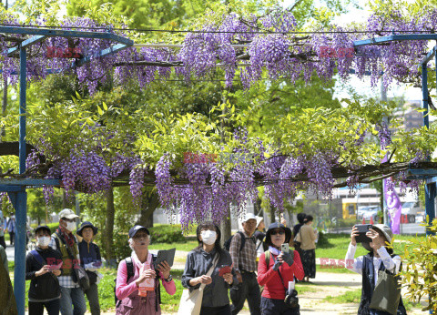 Wisteria Noda-fuji kwitnie w Osace