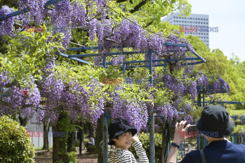 Wisteria Noda-fuji kwitnie w Osace