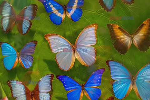 Tropikalny ogród motyli Konya