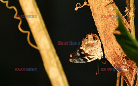 Monitorowanie motyli w Ekwadorze