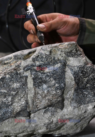 W Chile odkryto szczątki Elasmozaura