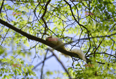 Biała wiewiórka w parku w Pekinie