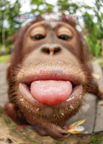 Orangutan stroi miny