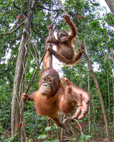Orangutan stroi miny