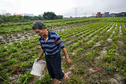 Powódź w chińskiej hodowli jedwabników