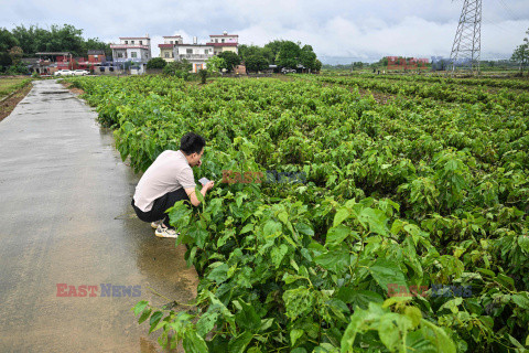 Powódź w chińskiej hodowli jedwabników