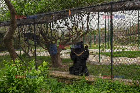 Zoo w Islamabadzie stało się ośrodkiem rehabilitacji dzikiej przyrody