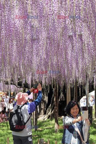 Kwitnąca glicynia w parku w Japonii