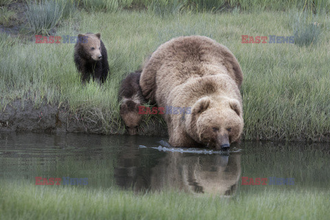 Niedźwiedzica nosi młode