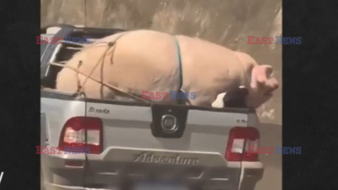 Transport świni pickupem