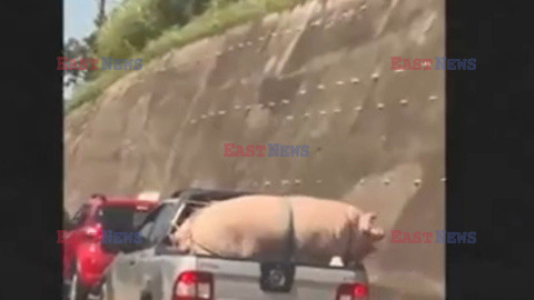 Transport świni pickupem