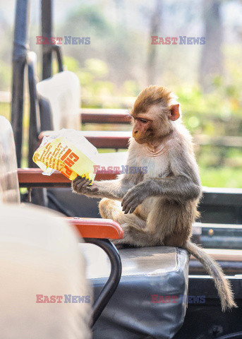 Małpa kradnie jedzenie z samochodu