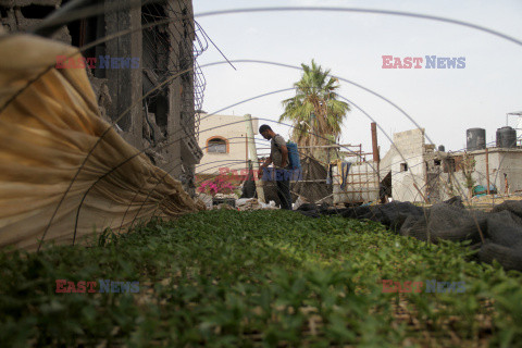 Rolnictwo w gruzach Gazy