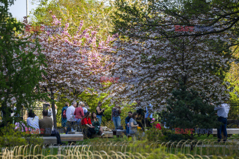 Kwitnące wiśnie w Parku Oliwskim w Gdańsku