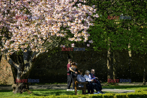 Kwitnące wiśnie w Parku Oliwskim w Gdańsku