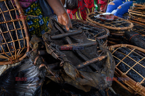 Łowcy krokodyli z Kongo - AFP
