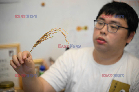 Rewitalizacja uśpionych odmian ryżu w Hongkongu