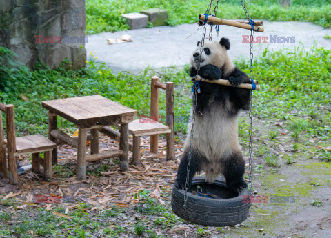 Zabawy misia pandy