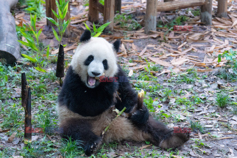 Zabawy misia pandy